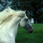 Quilate interagro - Photo Bob Langrish