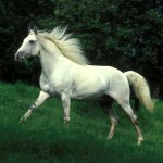 Quilate interagro - Photo Bob Langrish