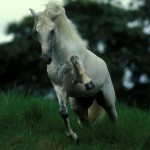 Quilate interagro - Photo Bob Langrish