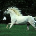 Quilate interagro - Photo Bob Langrish