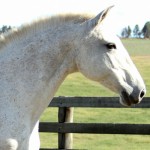 Rainha (MAC)/Interagro Lusitanos