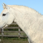 Rainha (MAC)/Interagro Lusitanos