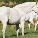 Tiffany Interagro/Interagro Lusitanos