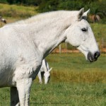 Tiffany Interagro/Interagro Lusitanos