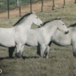 Ulisseia (RC). Foto Pedro Lobo , retirada do livro O Cavalo Lusitano, pág 35