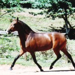 Ulrika Interagro/Interagro Lusitanos
