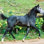 Ultan Interagro/Interagro Lusitanos