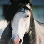 Ultan Interagro/Interagro Lusitanos