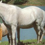 Vardasca_FB_livro Cavalo Lusitano Linhagens pp 92 e 93.