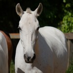 Ximbica Interagro/Interagro Lusitanos