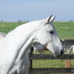 Ximbica Interagro at 17 years old /Photo Martina Brandes
