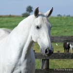 Ximbica Interagro at 17 years old /Photo Martina Brandes