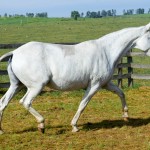 Ximbica Interagro at 17 years old /Photo Martina Brandes