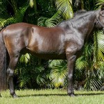 Nordeste (SS)/Photo Interagro Lusitanos