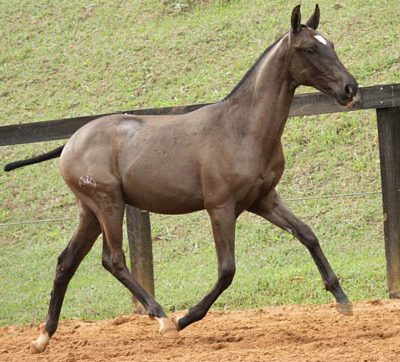 Lot 10a - Hades Interagro