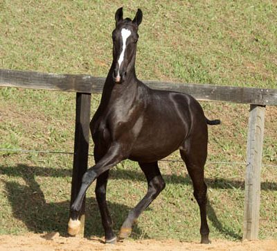 Lot 07a - Haxixe Interagro
