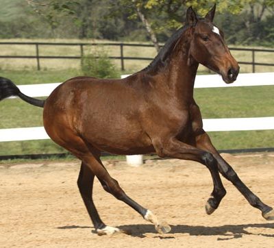 Lot 03a: Hegemonia do Vouga