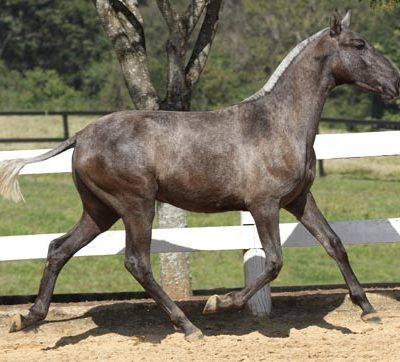 Lot 04a - Herança do Vouga