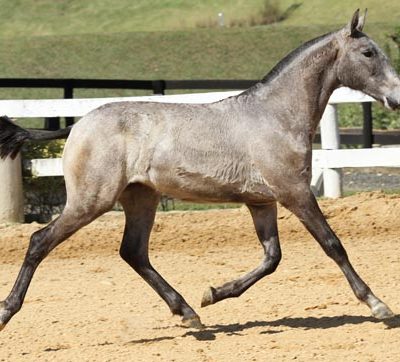 Lot 04b - Heroína do Vouga