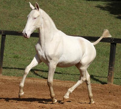 Lot 02a - Hippie Interagro