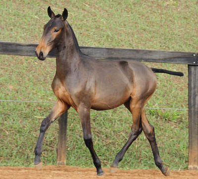 Lot 09b - Hippus Interagro