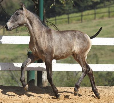 Lot 18b - Hostil do Vouga