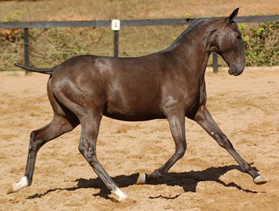 Lot 06a - Beduíno Interagro