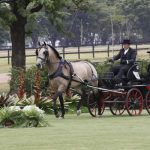 Comanche Interagro/Interagro Lusitanos