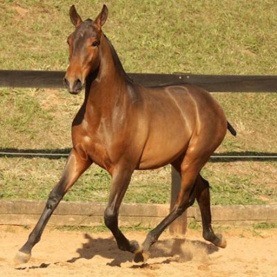 Lot 05a - Damasco Interagro