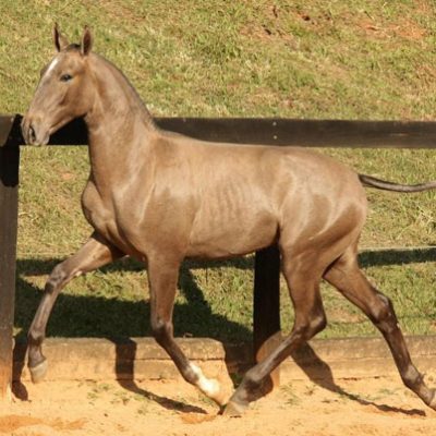 Lot 05b - Dandi Interagro