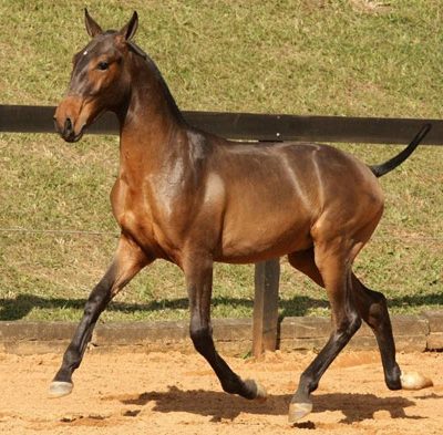 Lot 06a - Dante Interagro