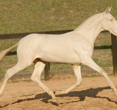Lot 09a - Darling Interagro