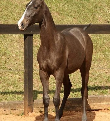 Lot 02b - Demiurgo Interagro