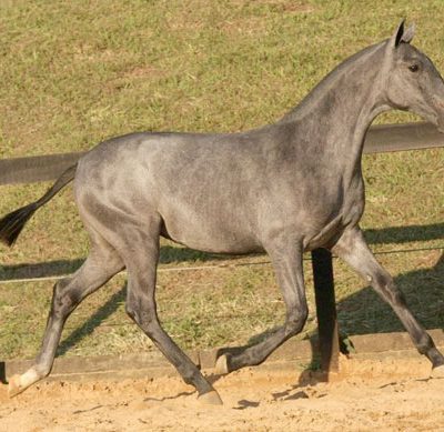 Lot 09b - Dengosa Interagro