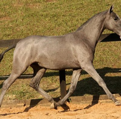 Lot 08a - Descarada Interagro