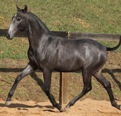 06a - Galhardo Interagro