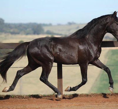 06b - Galopin Interagro