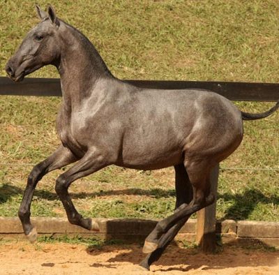 Lot 03a - Destemido Interagro