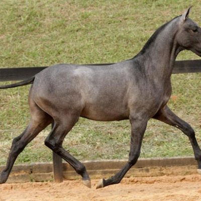Lot 02a - Dialético Interagro