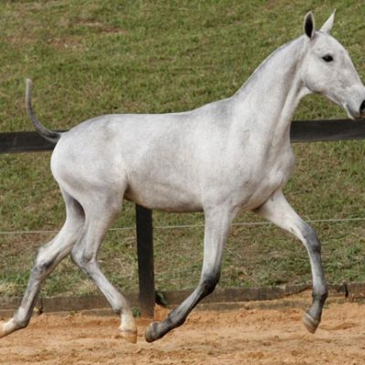 Lot 03b - Don Juan Interagro