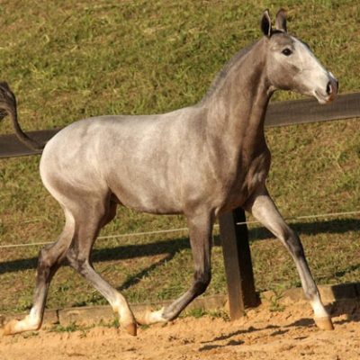 Lot 08b - Durica Interagro