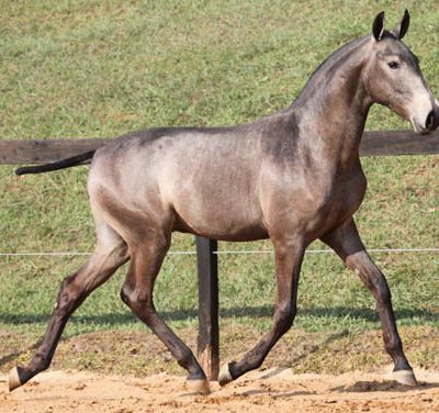 08a - Galdor Interagro