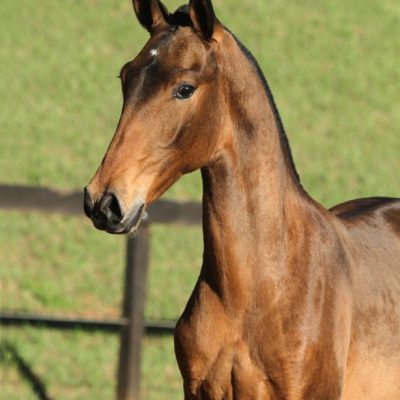 Reserve - Headmaster Interagro