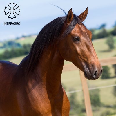 Hipólogo Interagro