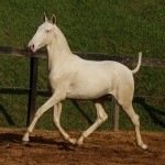 Iamus Interagro/TUPA