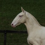 Iamus Interagro/TUPA