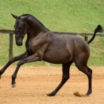 Injuria Interagro/TUPA