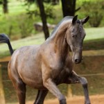 Injuria Interagro/TUPA