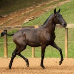 Injuria Interagro/TUPA