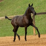 Injuria Interagro/TUPA